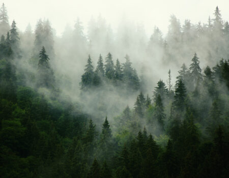 skog med tåkeskyer