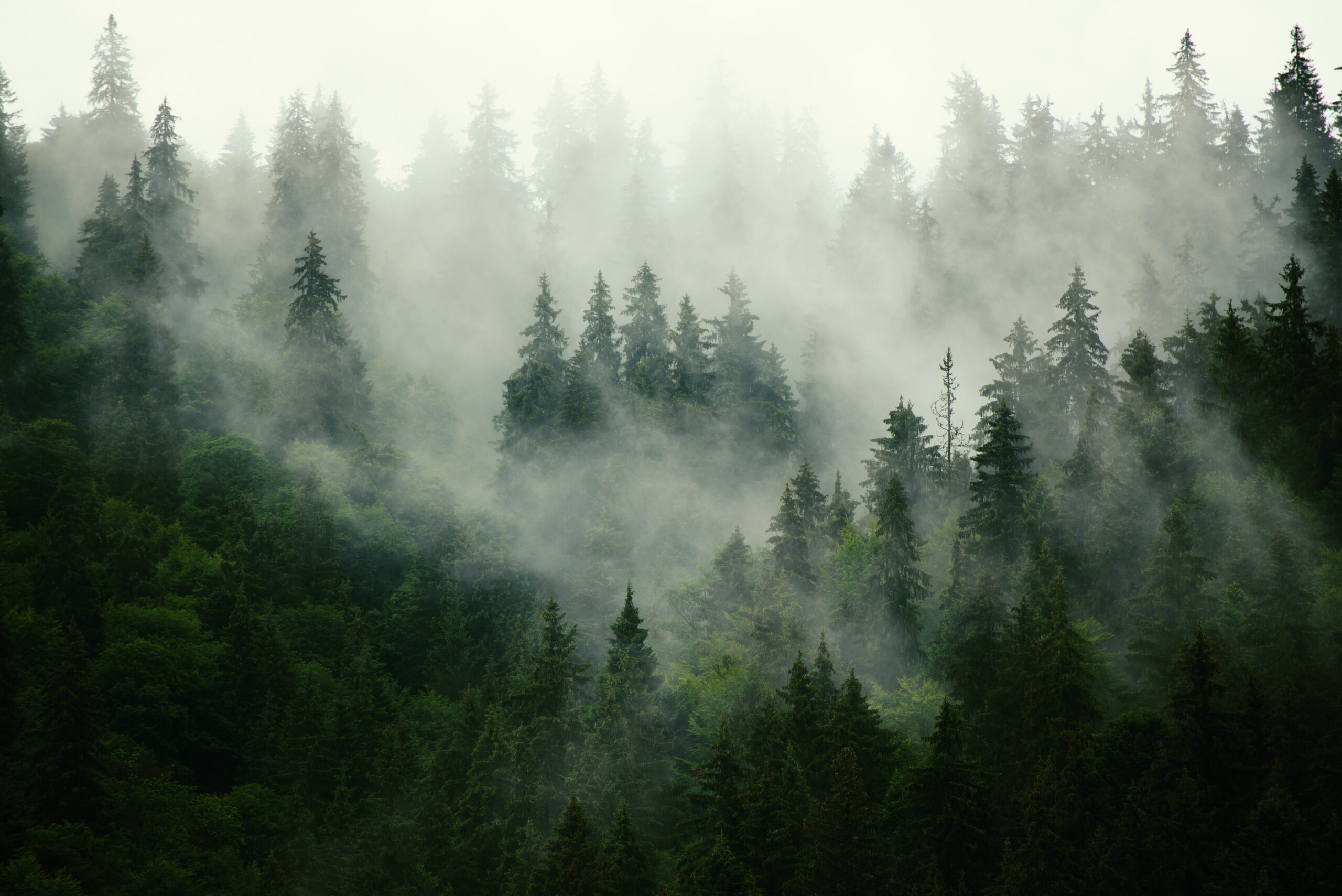 skog med tåkeskyer